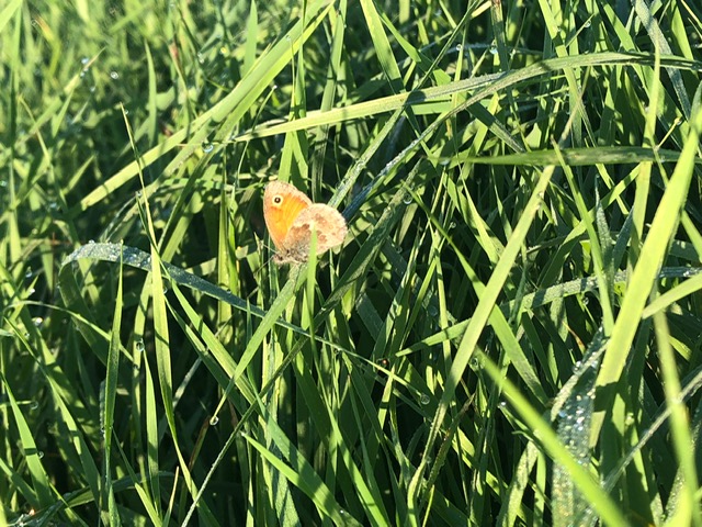 Oranje zandoogje in het gras